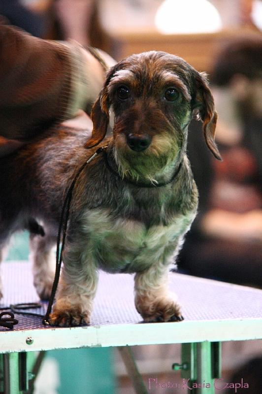 Crufts2011_2 1603.jpg